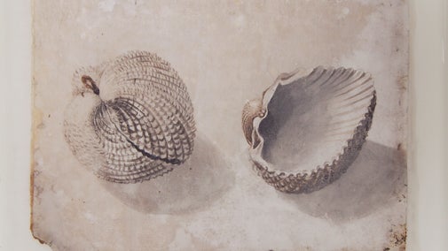 A Watercolour from the A la Ronde Shell Gallery